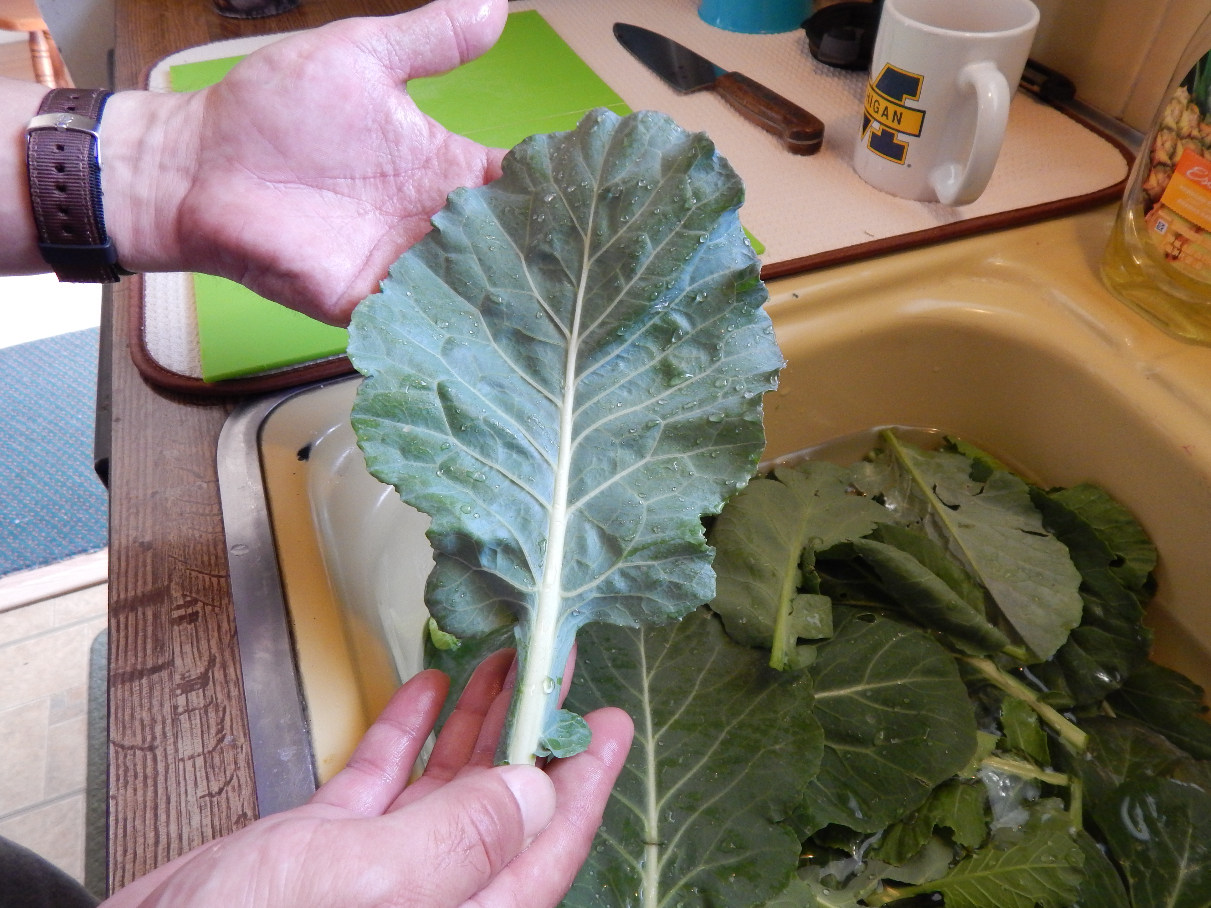 fresh collard greens from the garden.jpg