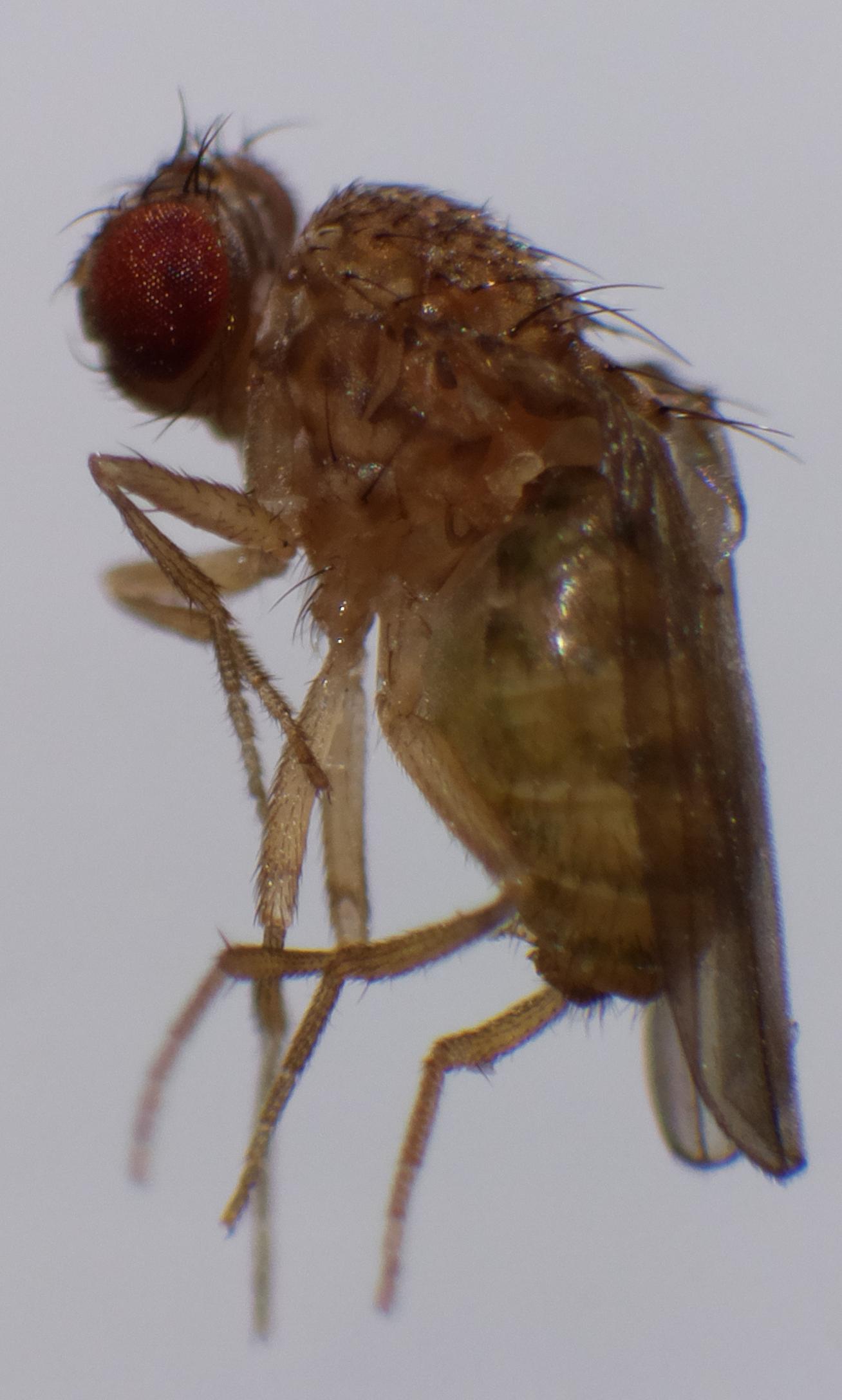 fruitfly_3.jpg