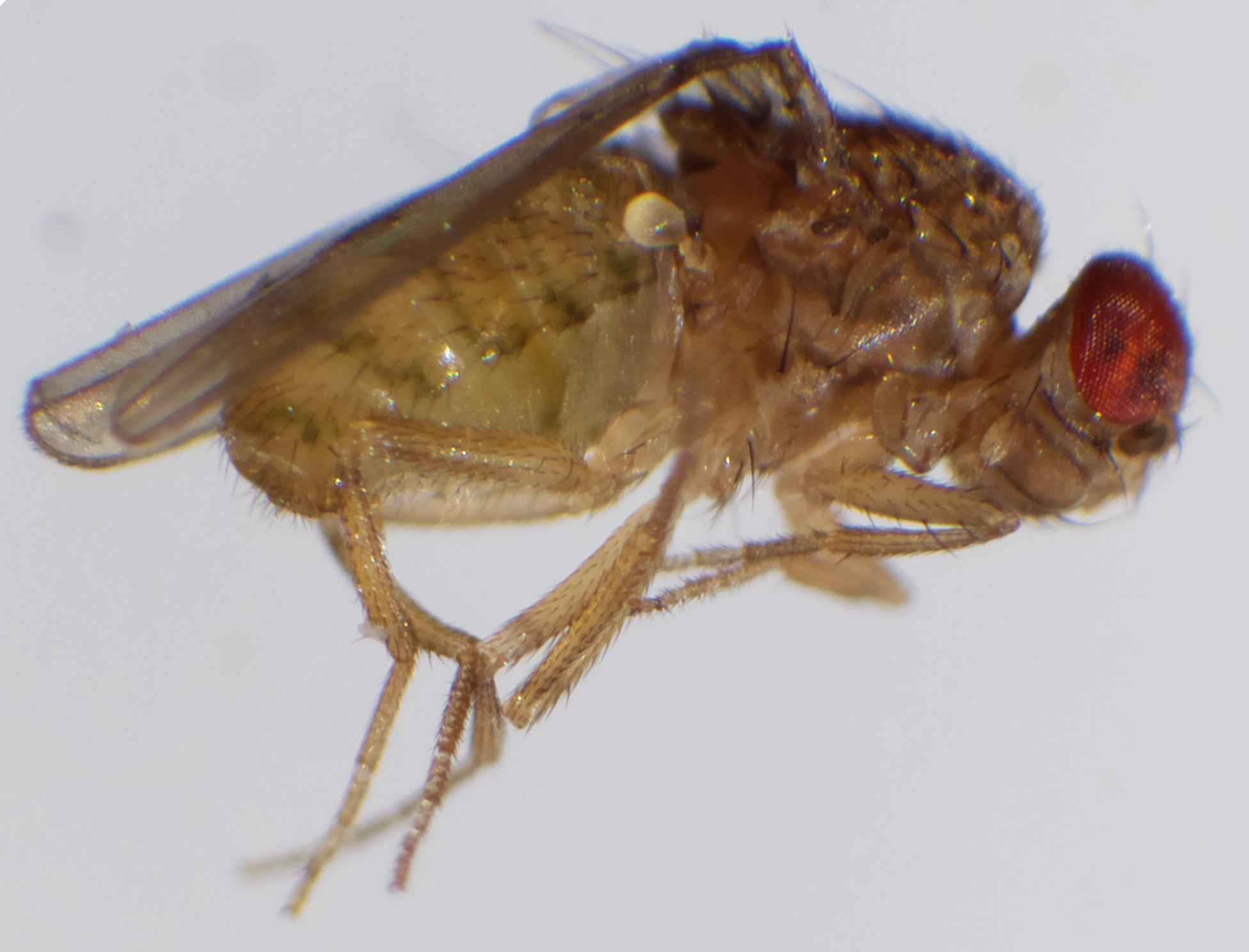 fruitfly_5.jpg