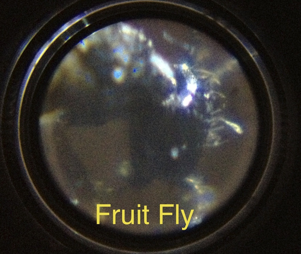 fruitfly_display_large.jpg