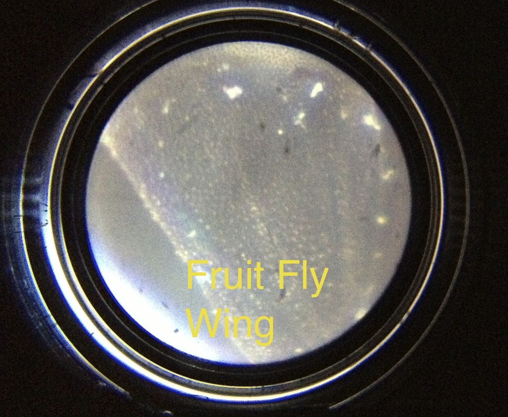 fruitflywing_display_large.jpg