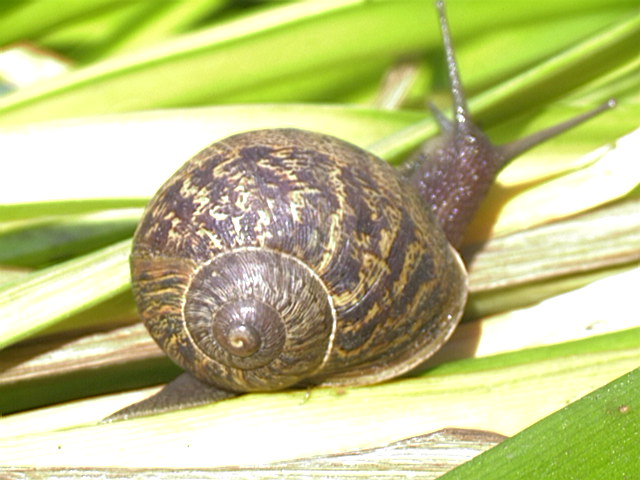 garden_snail1.JPG