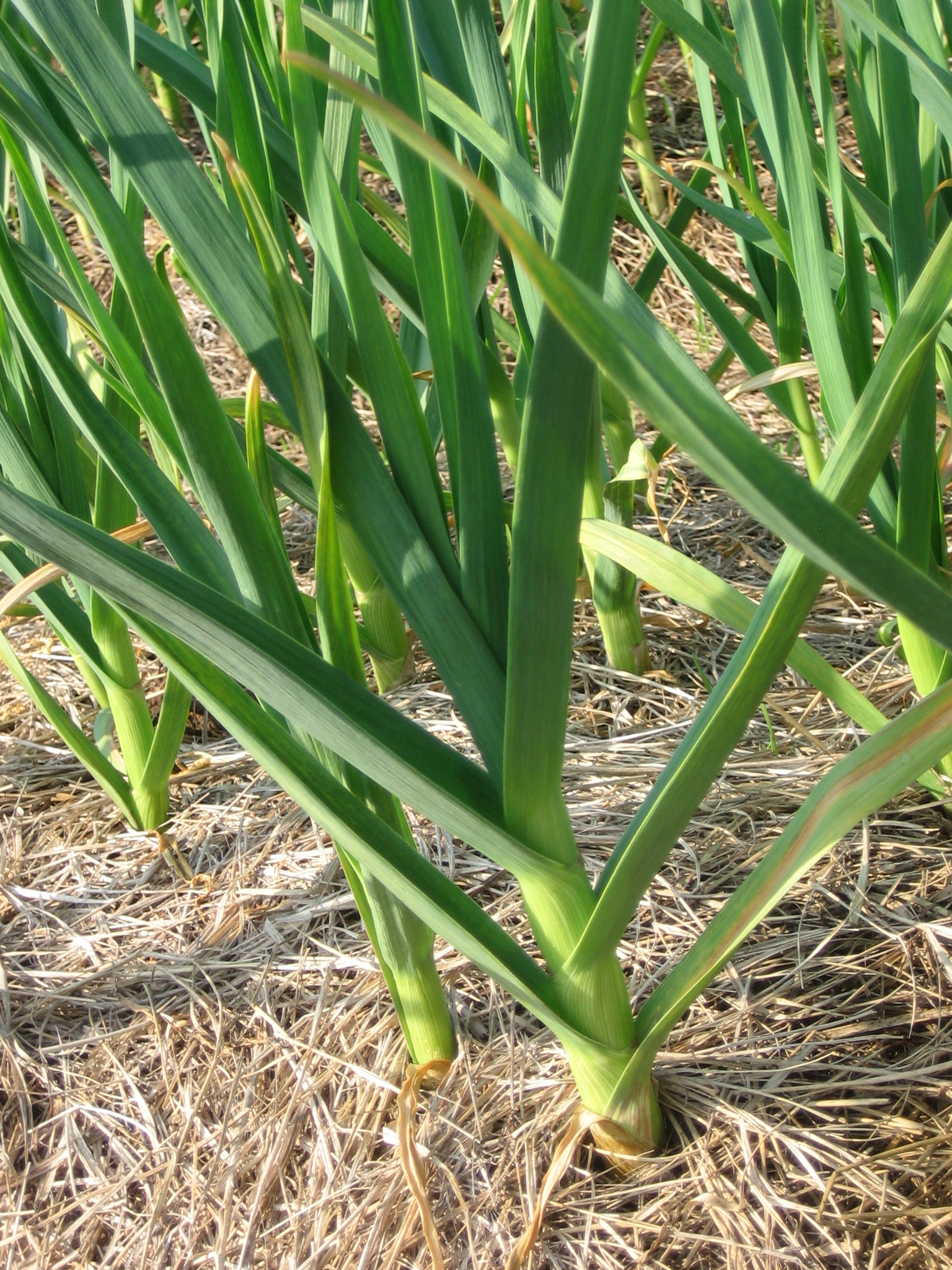 garlic-plants-3.jpg