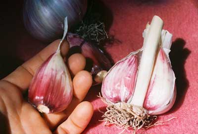 garlic2.jpg