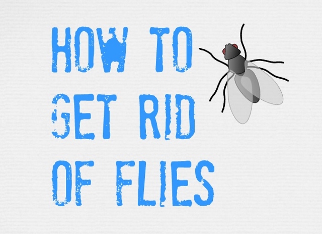 getting rid of flies thumbnail (640x464).jpg