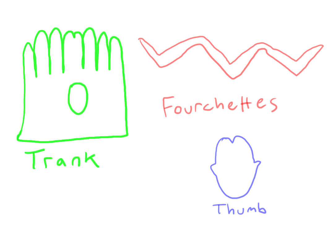 glove terminology2.png