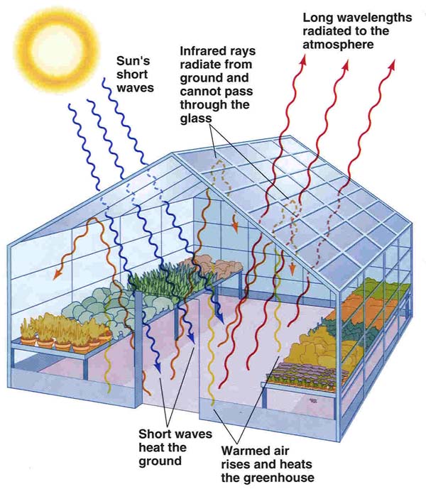 greenhouse.jpg