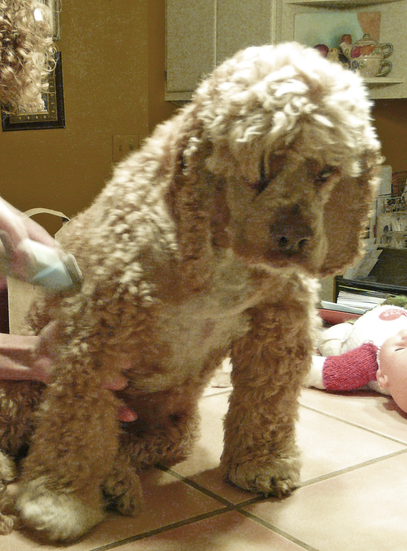 groom-dog-hair.jpg