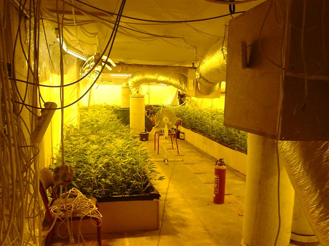 grow_room.jpg