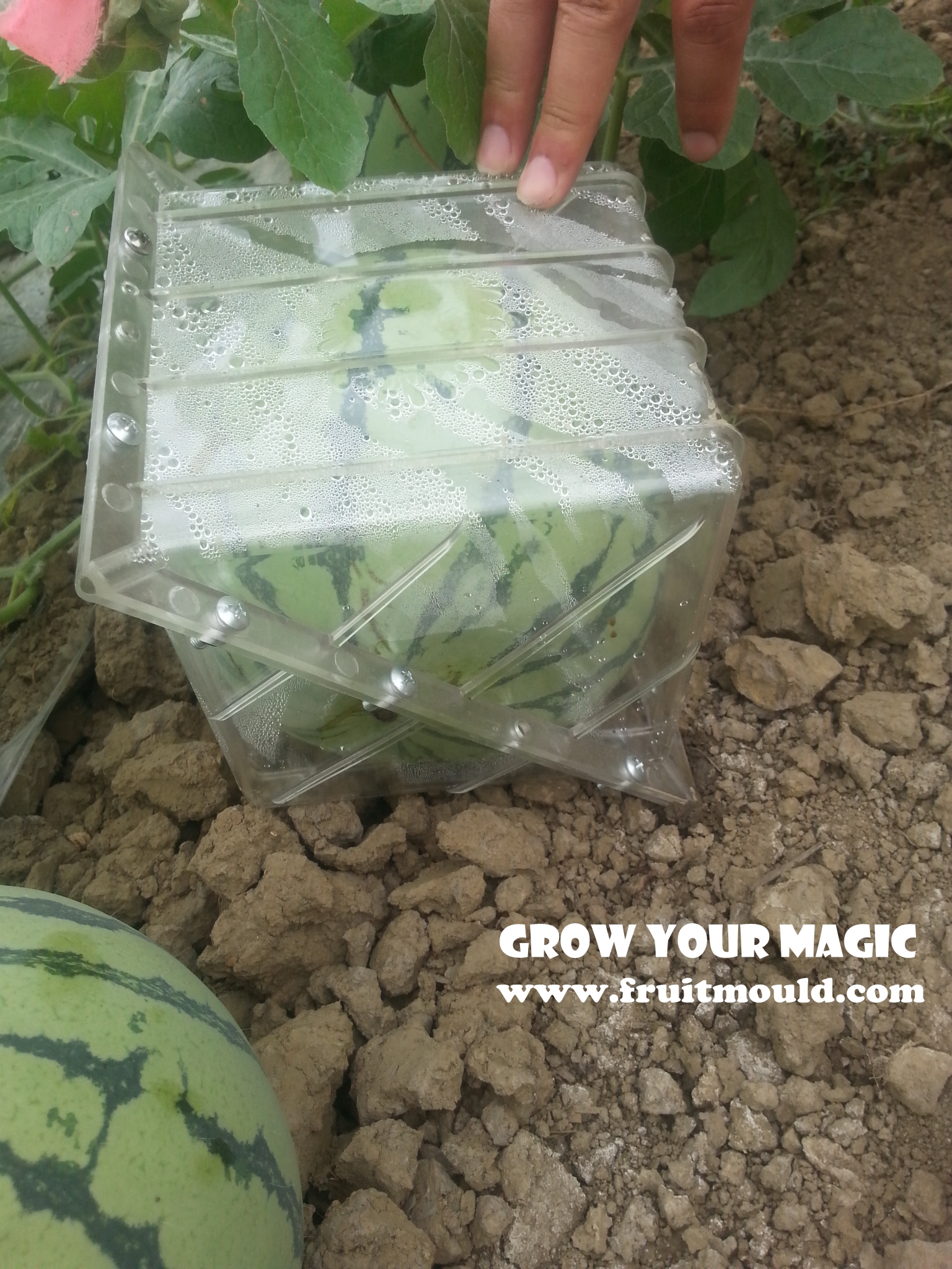 growing square shape watermelon mold.jpg