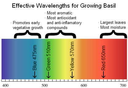 growing_basil_color_spectrum.png