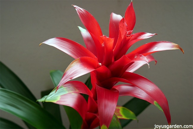 guzmania-plant-care-link_new.jpg