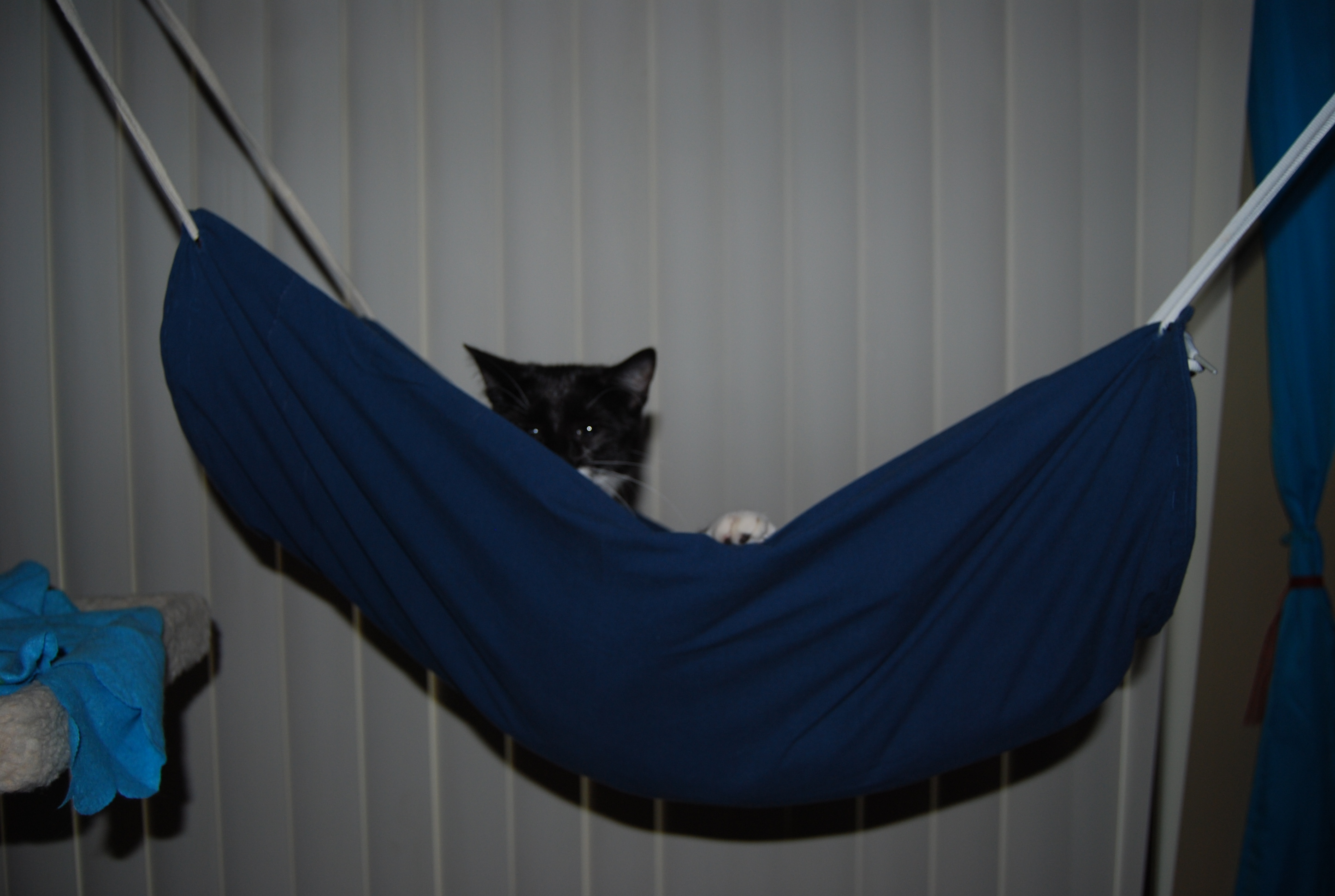 hammock4.JPG