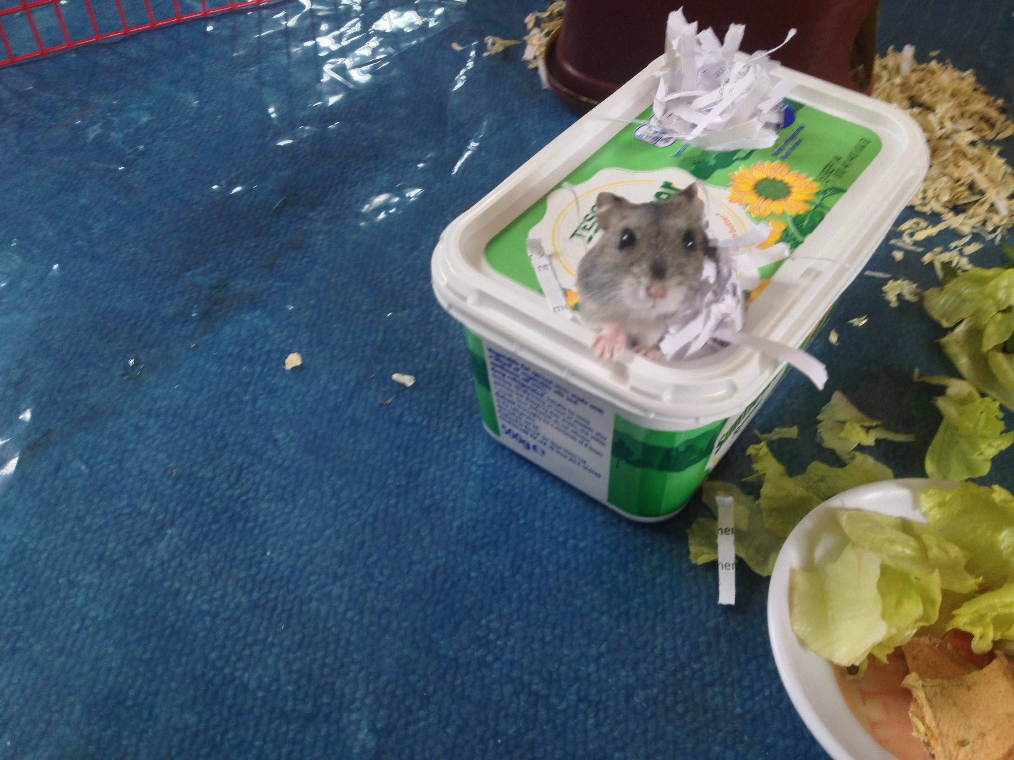 hamster playpen 013.JPG