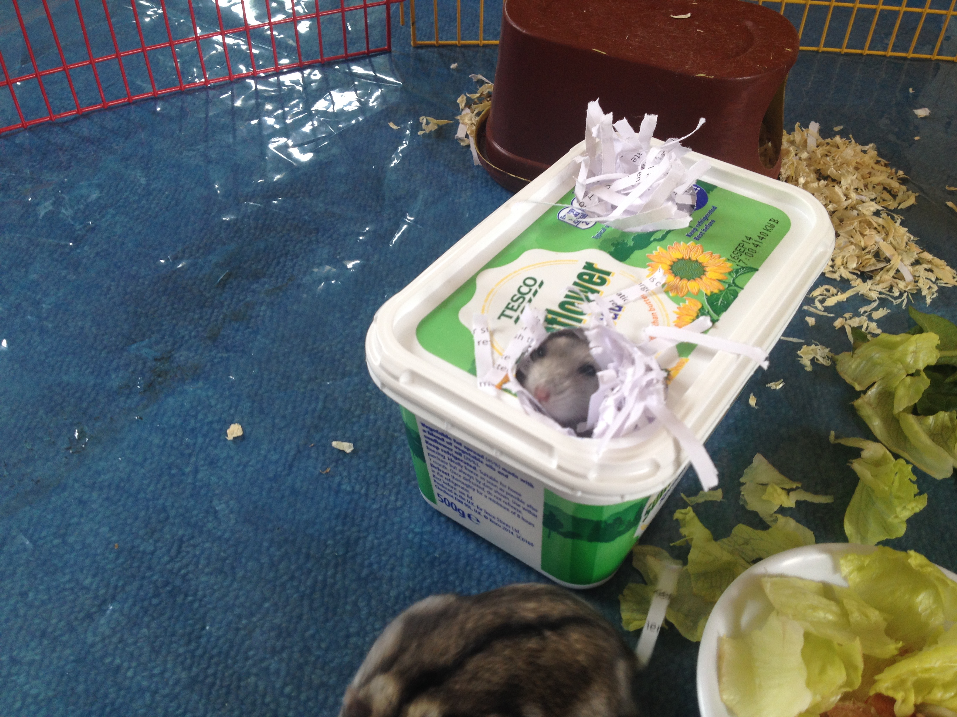 hamster playpen 014.JPG