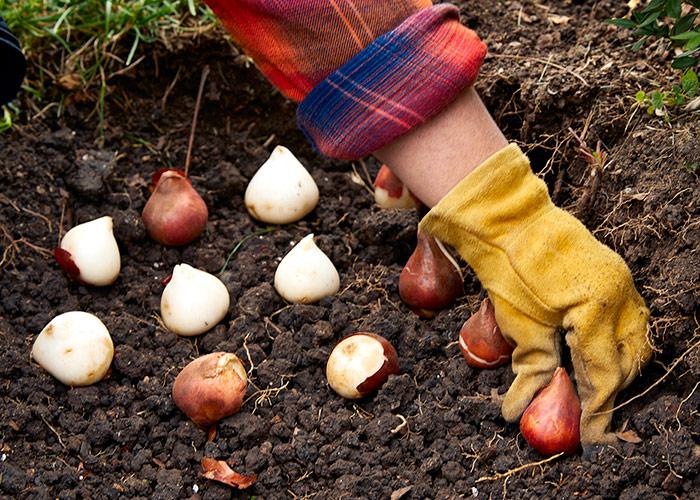 hand-planting-bulbs.jpg