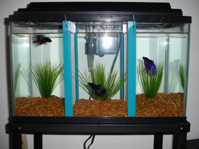 happy bettas.jpg