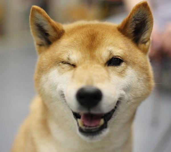 happy doggo.jpg