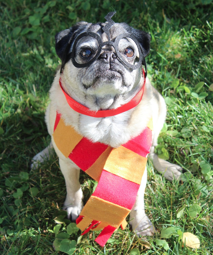 harrypawter.jpg