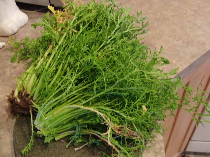 harvested mustard greens.jpg