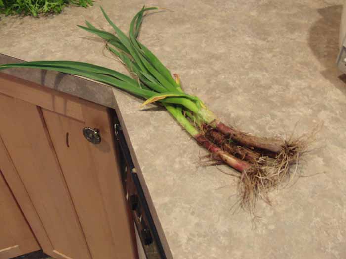 harvested young garlic.jpg