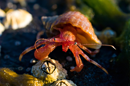 hermit_crab.jpg