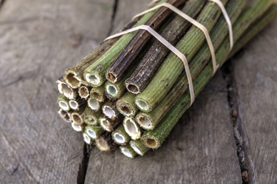 hogweed bundle small.jpg