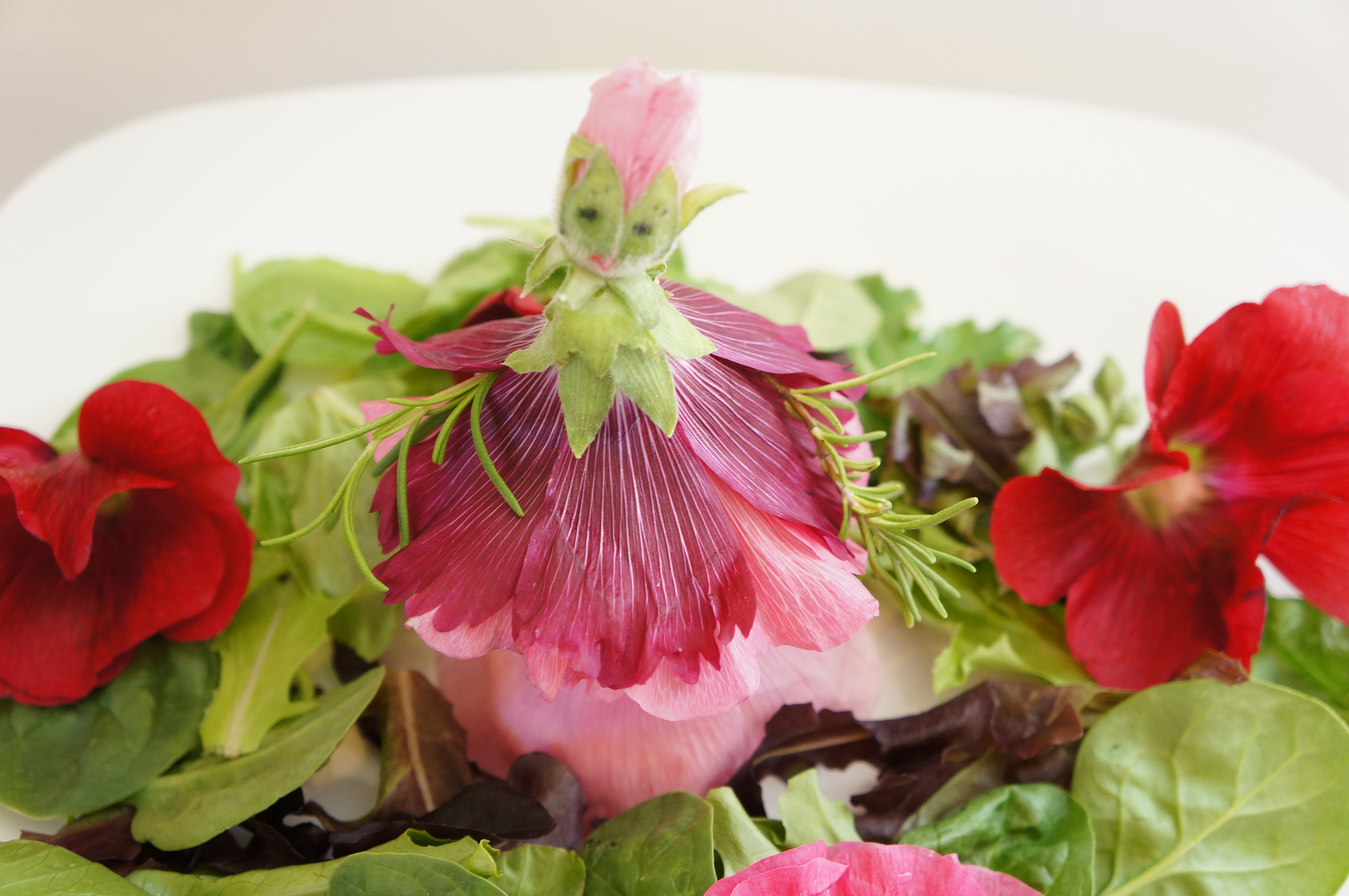 hollyhock salad 029.JPG