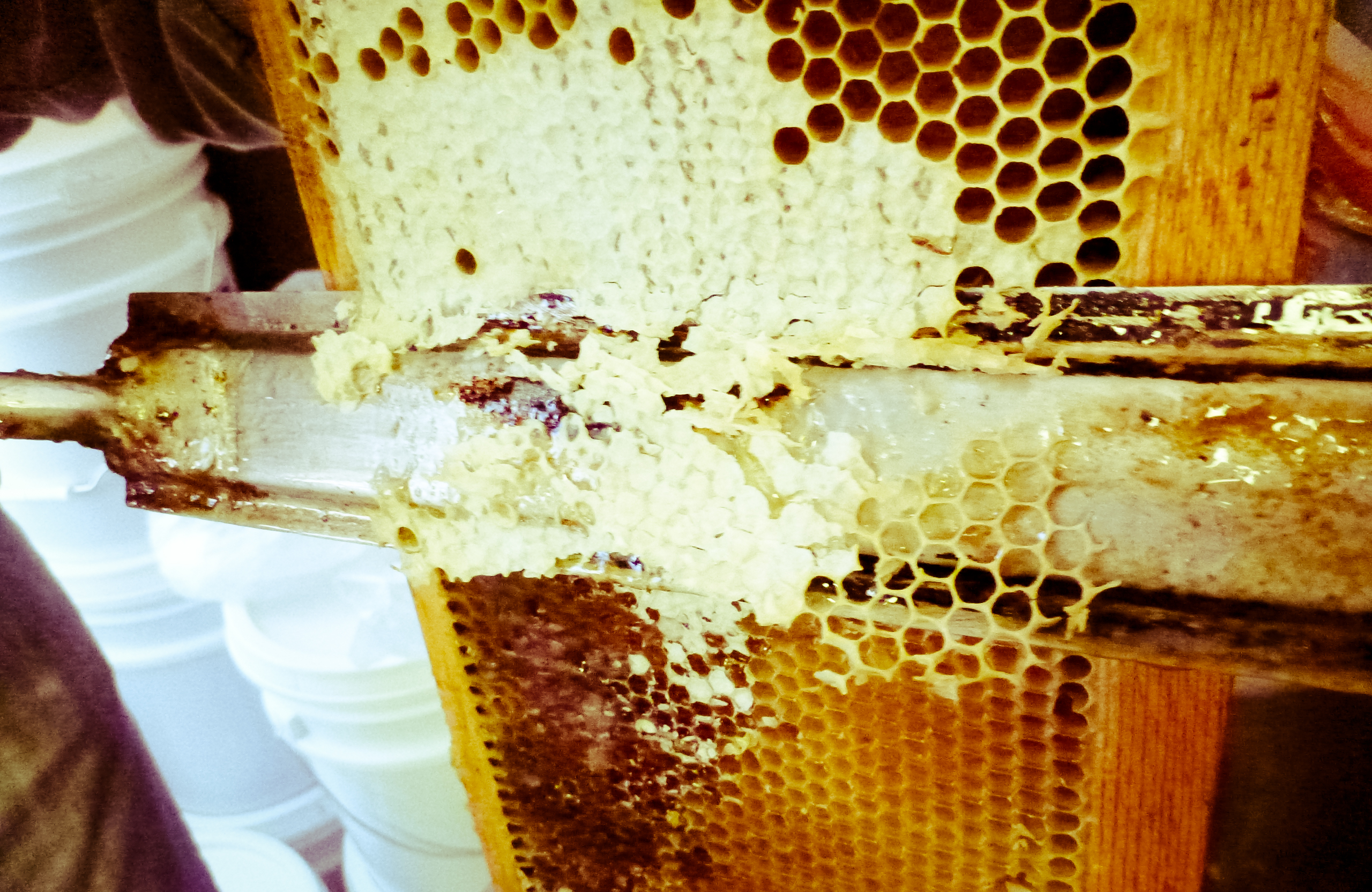 honey extraction-5.jpg