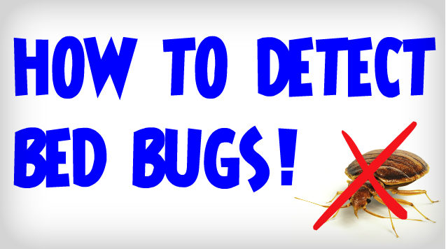 how to detect bed bugs photo.png