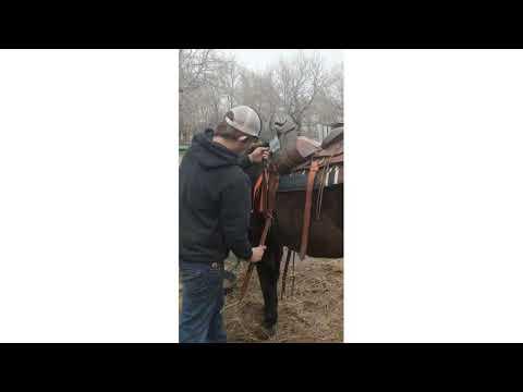 how to saddle a horse