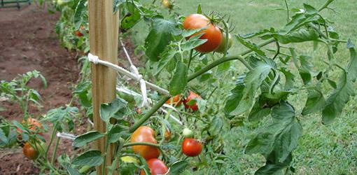 how-choose-tomato-variety-3.jpg