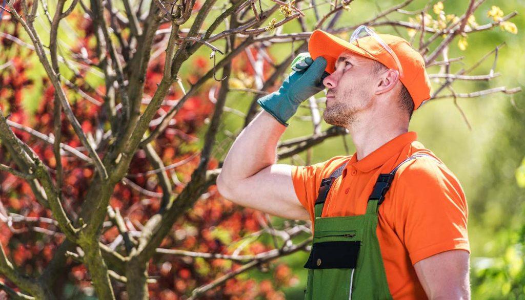 how-often-do-i-need-a-tree-inspection-1024x586.jpg