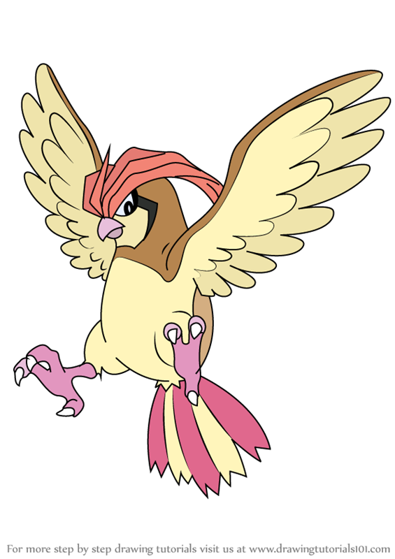 how-to-draw-Pidgeotto-from-Pokemon-step-0.png