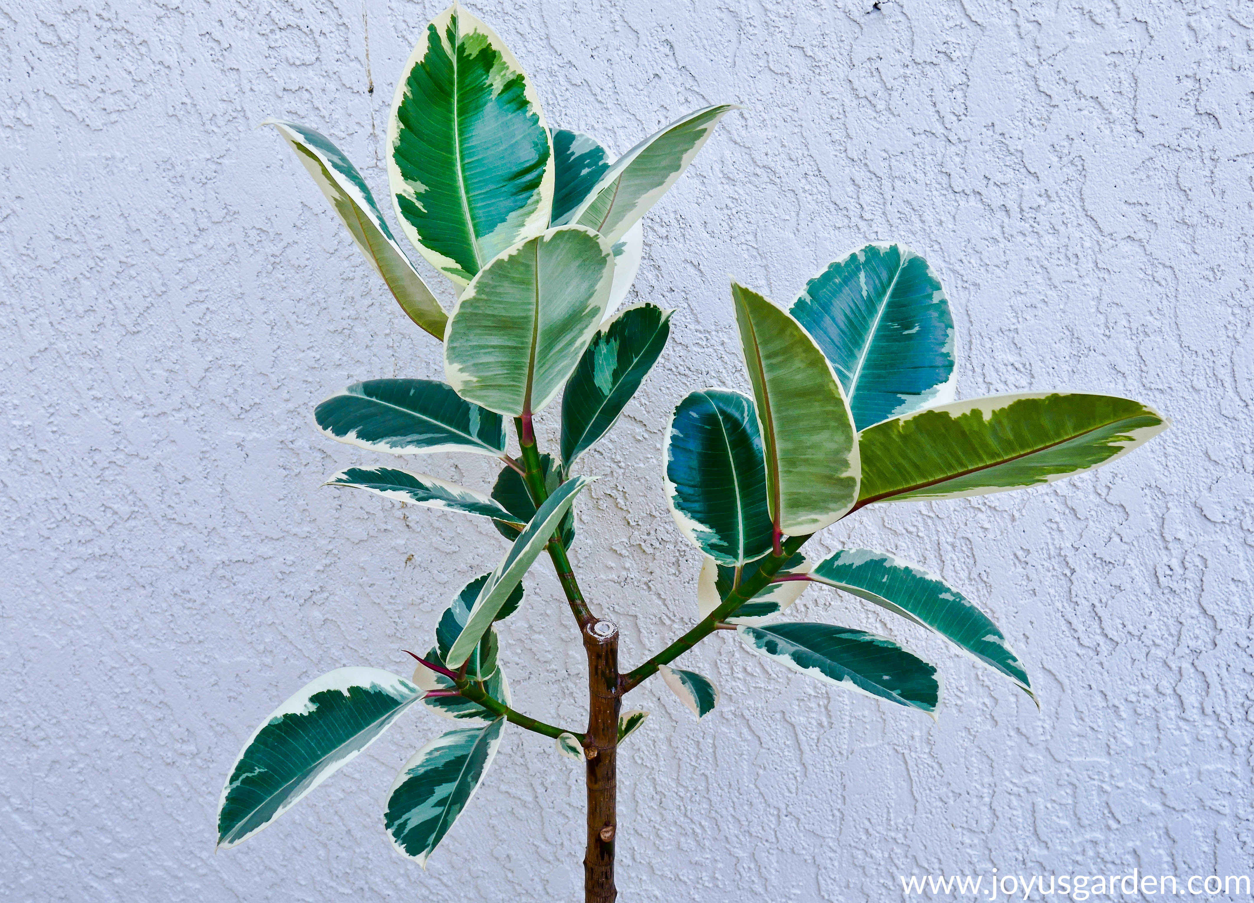 how-to-make-a-rubber-tree-branch-out.png