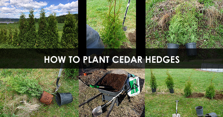 how-to-plant-cedar-hedge.jpg