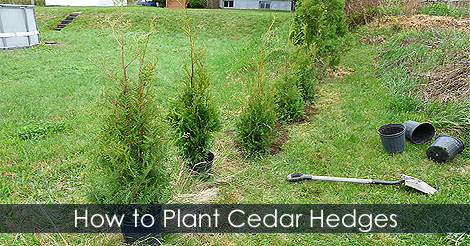 how-to-plant-cedar-hedges.jpg