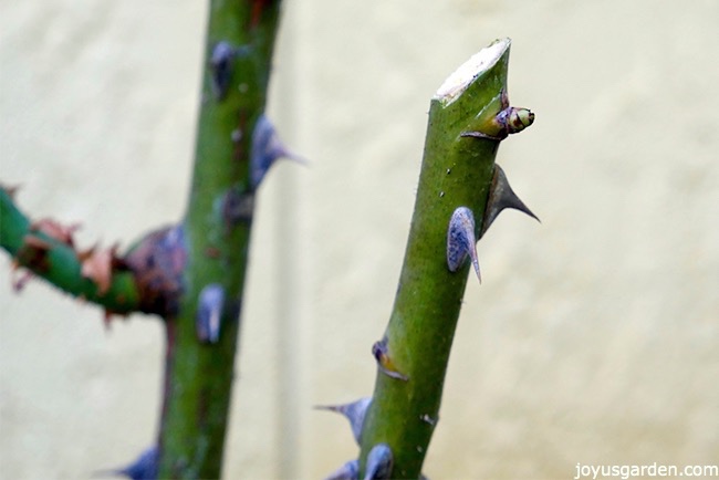 how-to-prune-hybrid-tea-rose-node.jpg