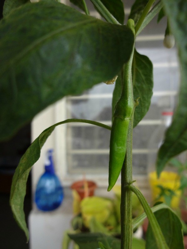 how_to_grow_chillies_12_l5.jpg