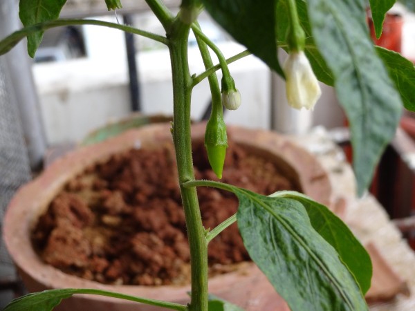 how_to_grow_chillies_4_l2.jpg