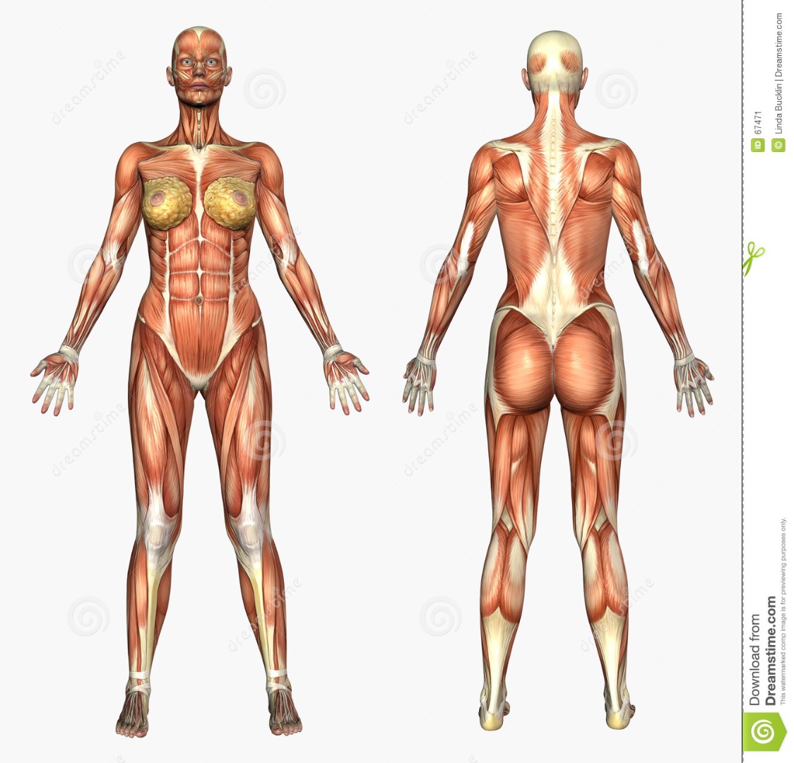 human-anatomy-muscle-system-female-67471.jpg