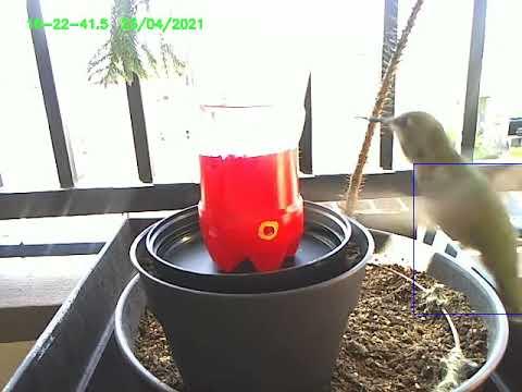 hummingbird feeder in use