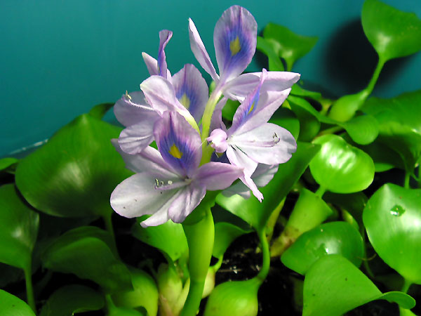 hyacinth 001.JPG