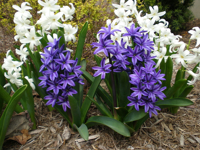 hyacinth1.JPG