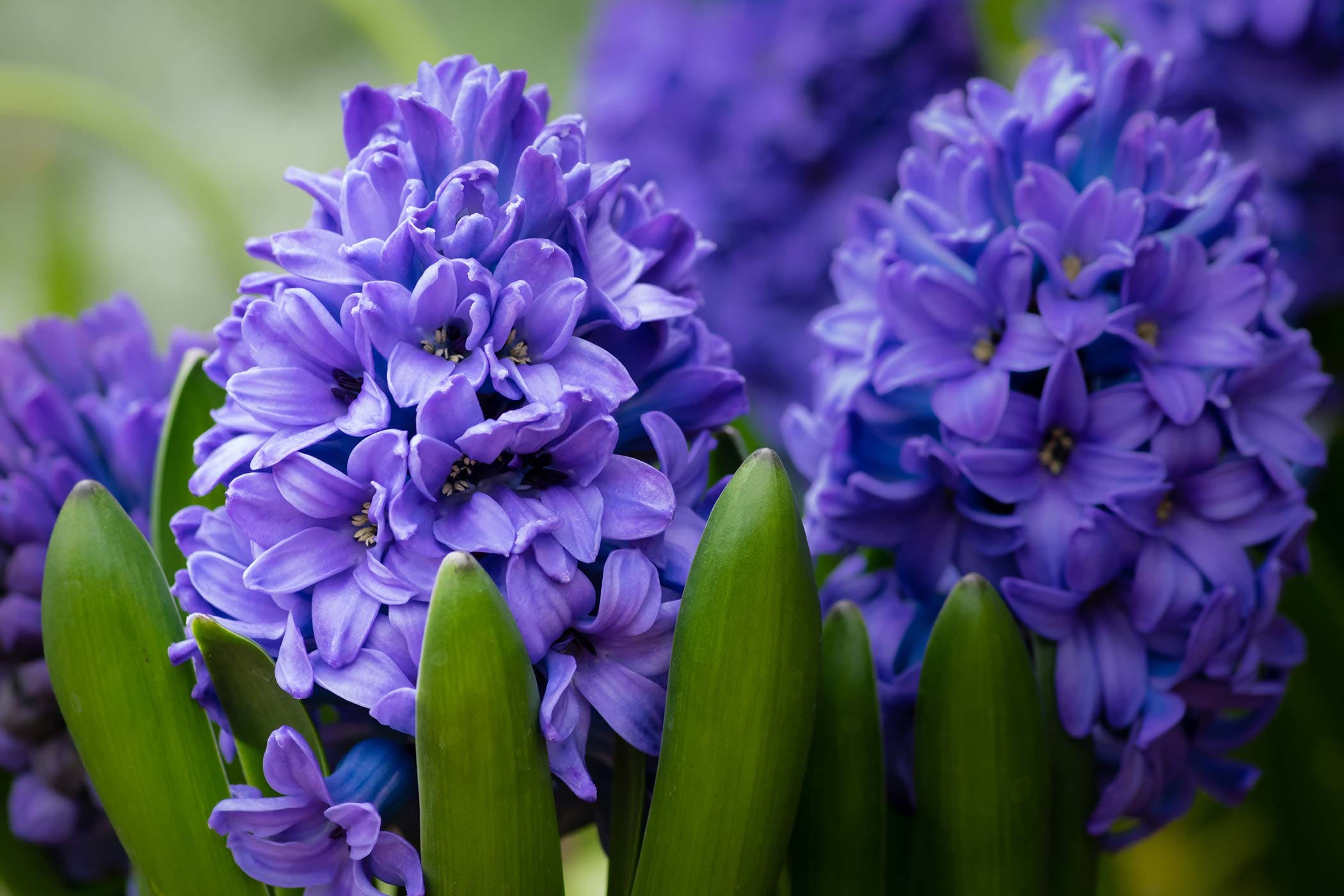 hyacinth3.jpg