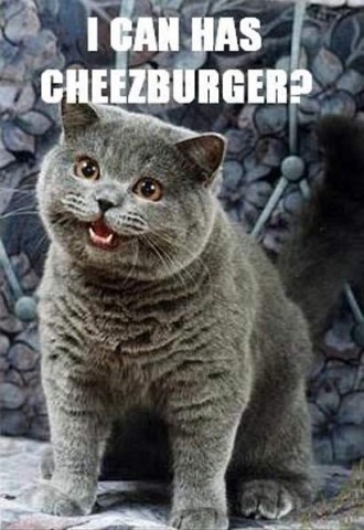 i-can-has-cheezburger1-330x480.jpg