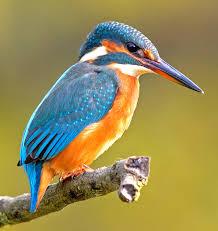 ijsvogel.jpg