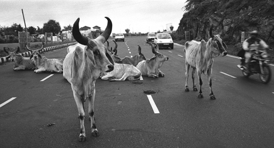 imgx_india_cowsonroad550.jpg