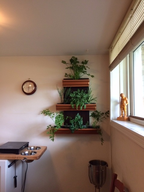 indoor garden.JPG