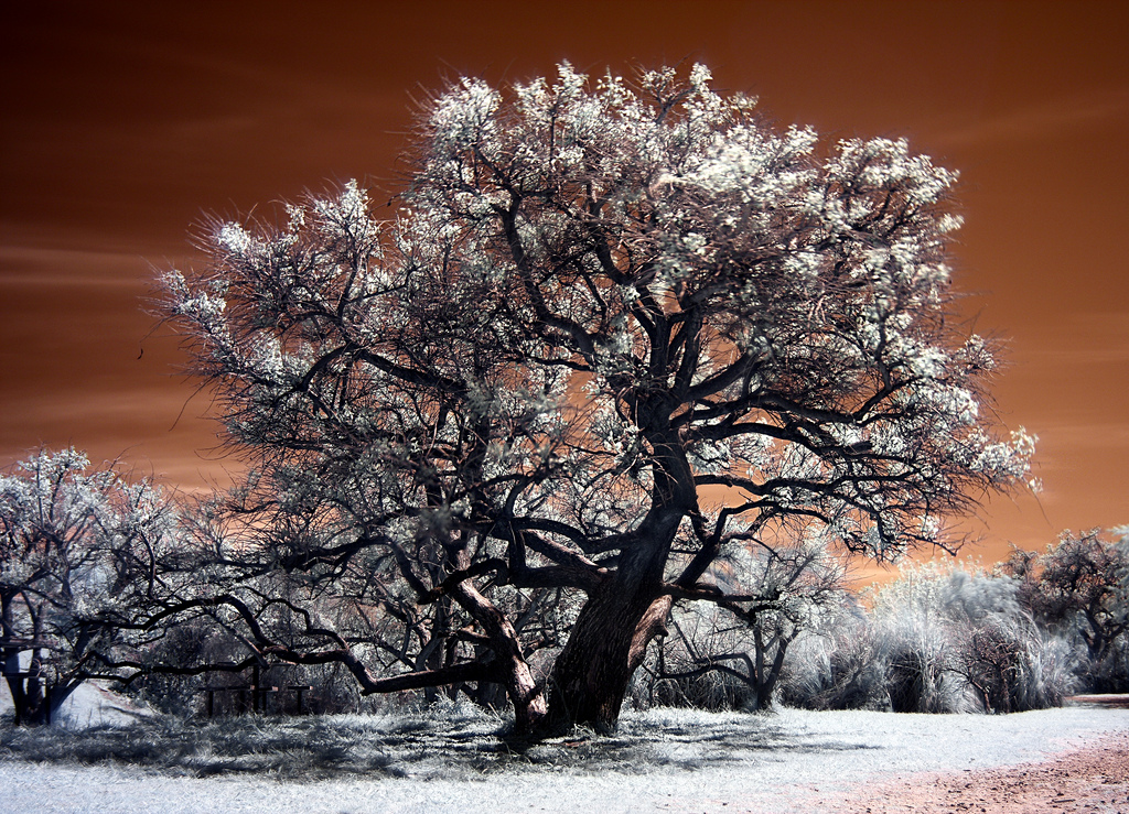 infrared_photo_of_freezing country.jpeg